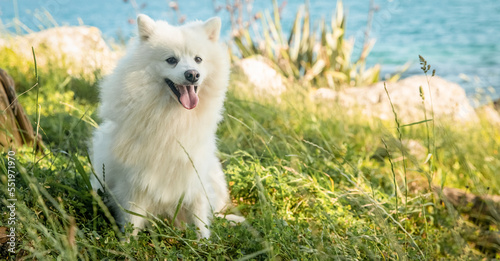 Schilderij op canvas white happy fluffy japanese spitz on natural background, outdoors