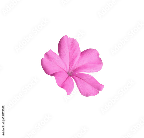 White plumbago or Cape leadwort flower. Close up pink small single flower isolated on white background. 