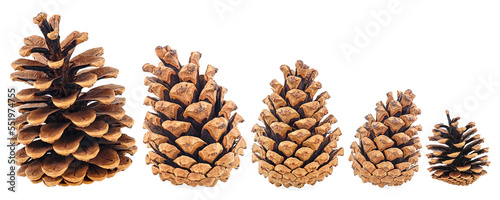 Collection of pine cones isolated on a white background