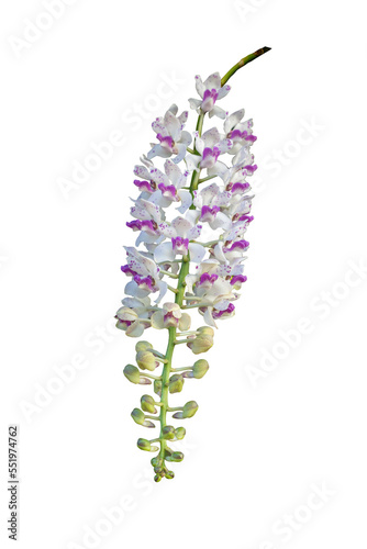 Beautiful orchid flower with isolated on white background. and natural background.  Bouquet of purple and white.