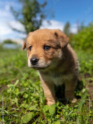 Portrait of a small puppy in the grass