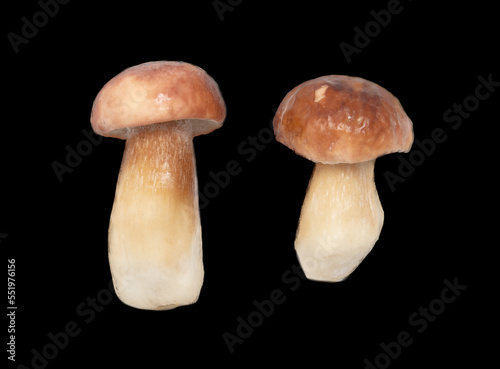 Fresh boletus mushroom isolated on black background.