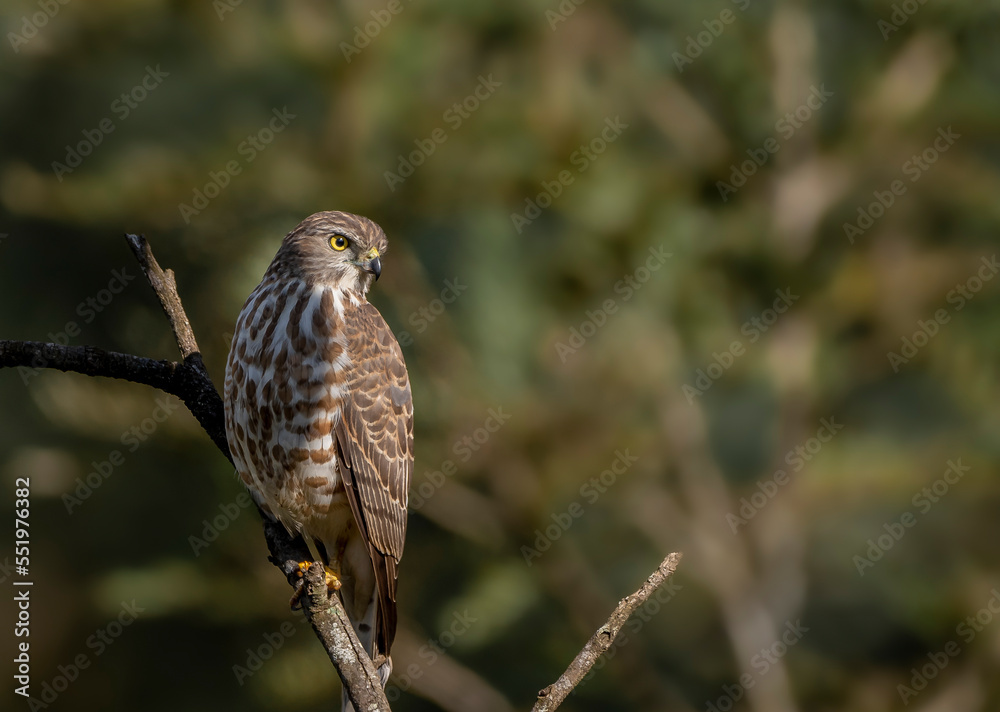 Besra Sparrow Hack on a branch Besra Sparrow Hack on a branch