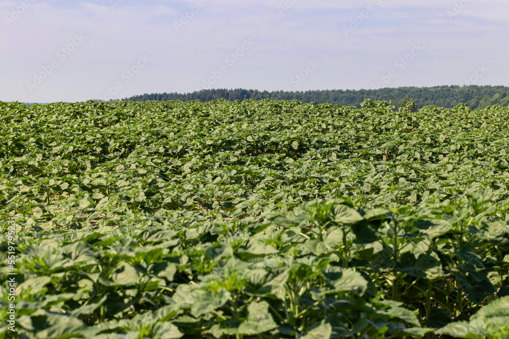 young sunflower plants in the field