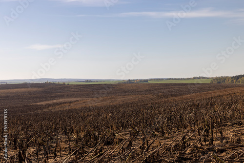 Agricultural field after sunflower harvest