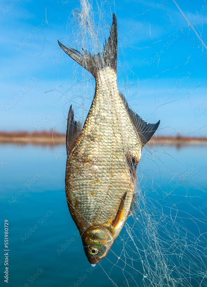 Foto de Fishing on the river, the fisherman caught the fish with nets. Poachers catch prey