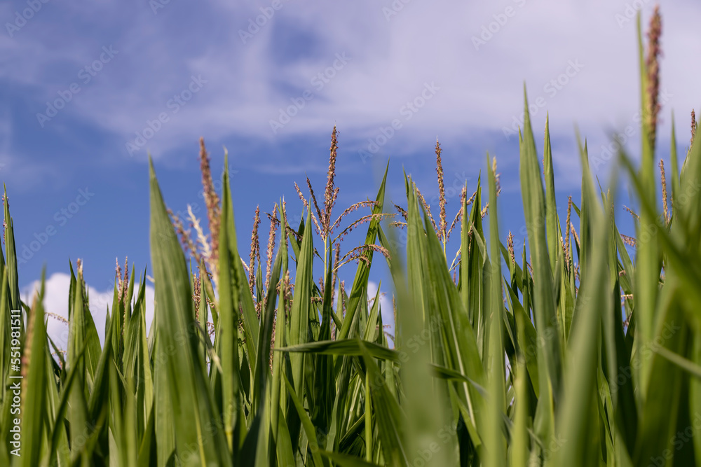 Fototapeta premium Green corn in a field in the sunny summer season