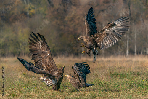Three battling White tailed eagles (Haliaeetus albicilla) Poland, europe. Fighting eagles. National Bird Poland. 