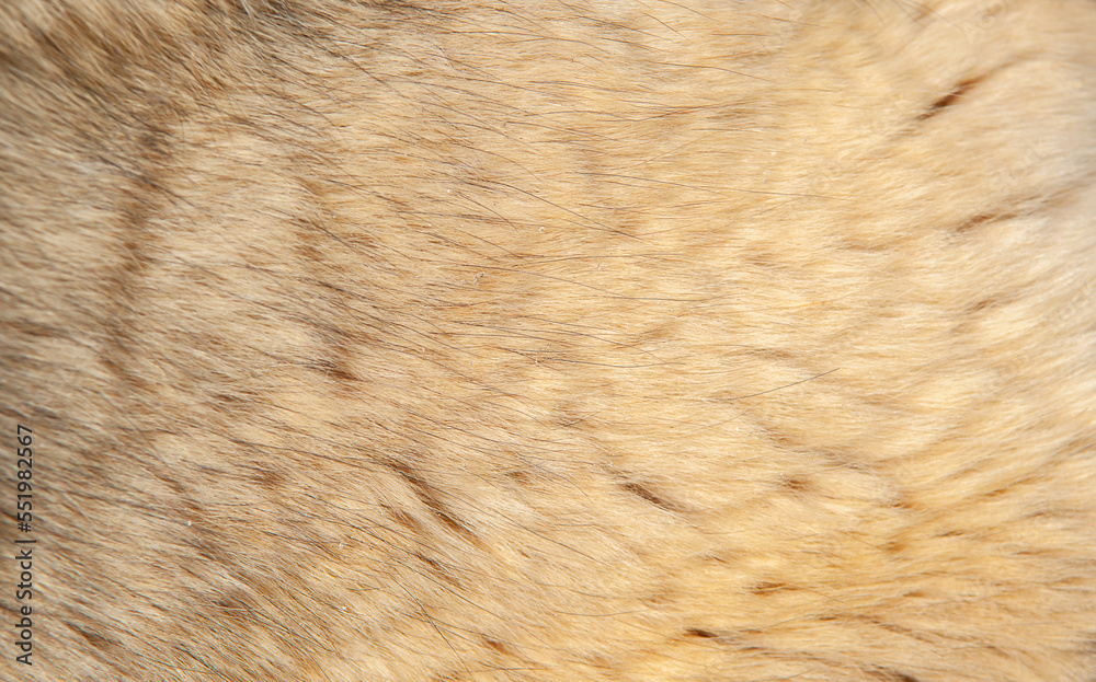Beautiful spotted fur close-up. Texture of brown animal wool. Dog fur. Beautiful spotted fur close-up. Texture of brown animal wool. Dog fur.