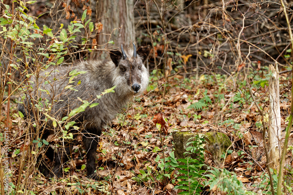 Naklejka premium ニホンカモシカ