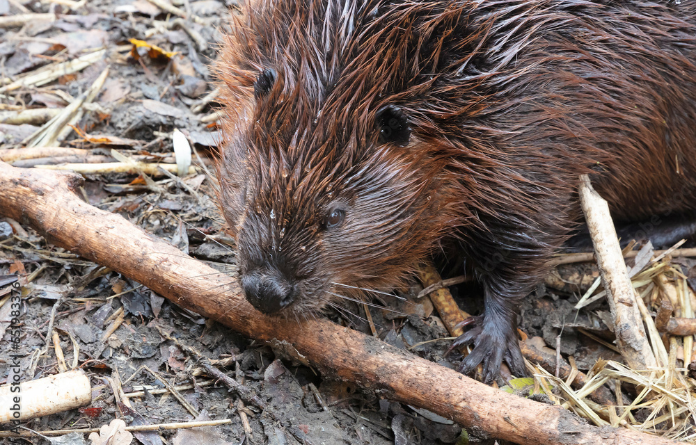 Beaver eating on wood, isolated and selective focus Beaver eating on wood, isolated and selective focus