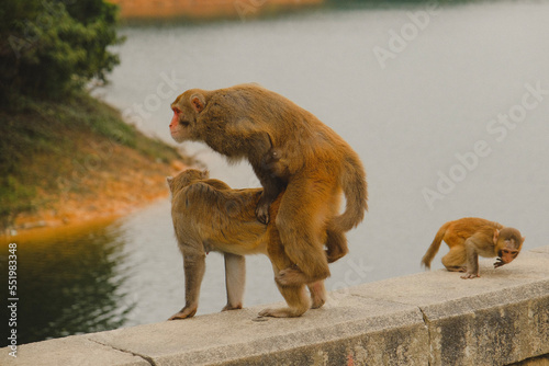Photography monkey