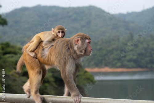 monkey family © SeanInStreet