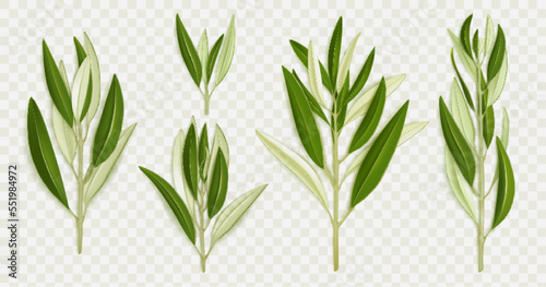 Olive tree branches with green leaves. Mediterranean plant foliage, greek or italian nature symbols with olive tree sprigs, vector realistic illustration isolated on transparent background