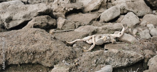 Climate Change's Toll: A Lifeless Crab in a Dried Riverbed
