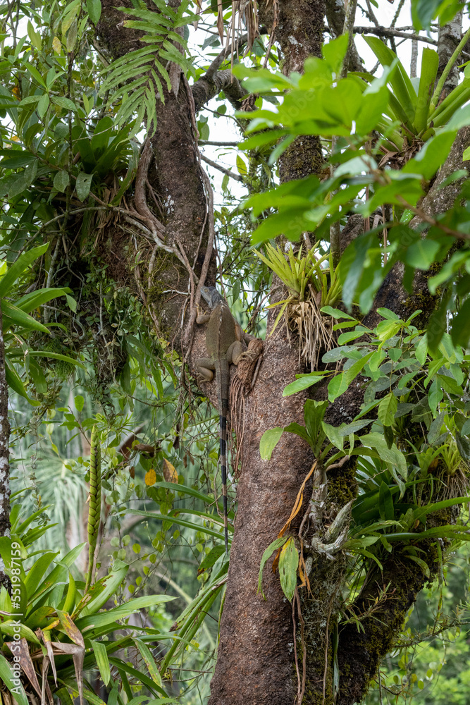 Ein weiblicher  grüner Leguan erklettert einen Baum in Costa Rica