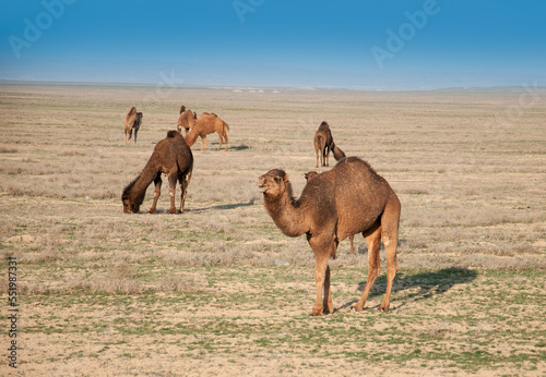 Camels on the way are looking for fresh grass to eat  graze in the steppes  heat  drought  Kazakhstani steppes.