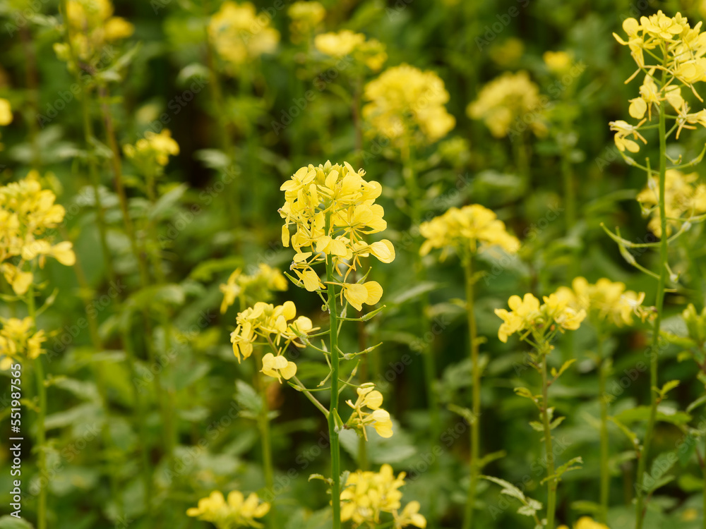 Close up on white mustard (Sinapis alba) with yellowish inflorescence, oblong sepals and obovate petals on erect stems with palmate-lobed leaves with bristly surface Close up on white mustard (Sinapis alba) with yellowish inflorescence, oblong sepals and obovate petals on erect stems with palmate-lobed leaves with bristly surface