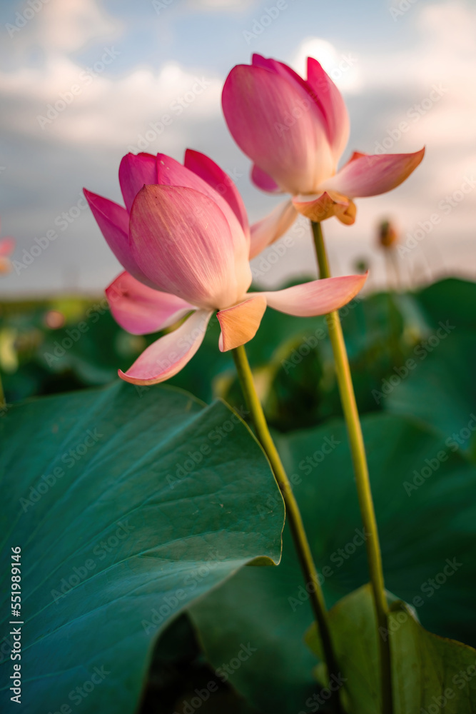 Sunrise in the field of lotuses, Pink lotus Nelumbo nucifera sways in the wind. Against the background of their green leaves. Lotus field on the lake in natural environment. Sunrise in the field of lotuses, Pink lotus Nelumbo nucifera sways in the wind. Against the background of their green leaves. Lotus field on the lake in natural environment.