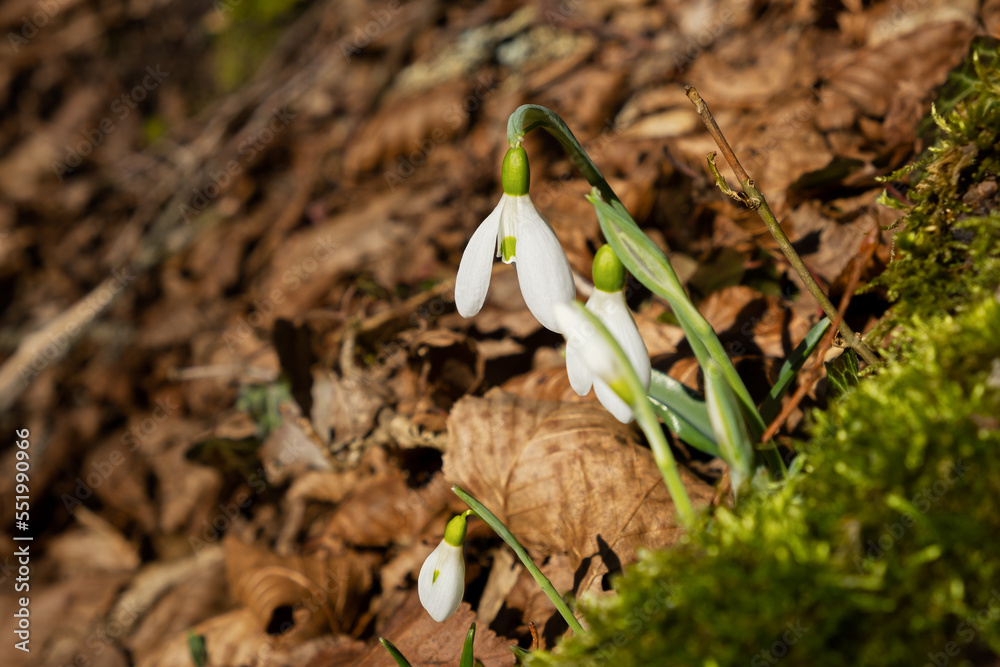 Obraz premium Snowdrop flowers close-up. Beautiful first flowers bloomed in spring. White Galanthus nivalis in a clearing in bright sunlight. The concept of spring, beauty and awakening. Natural background postcard
