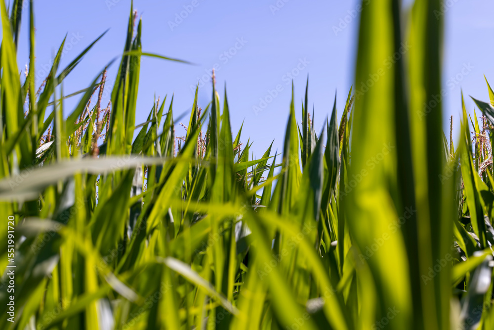 Obraz premium Green corn in a field in the sunny summer season