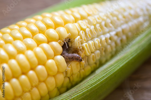 Corn worm - Caterpillar corn borer important pest of corn crop, agricultural problems pest and plant disease photo