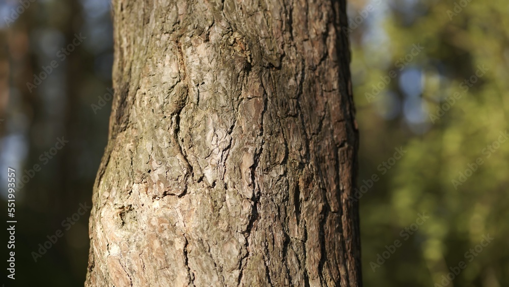 A tree trunk in the woods on a spring day. Video with a slider. A tree trunk in the woods on a spring day. Video with a slider.