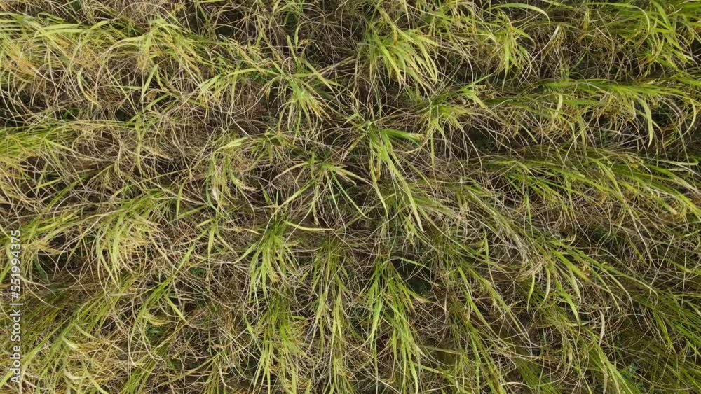 Drone fly over rice plantations.Aerial view Drone fly over rice plantations.Aerial view