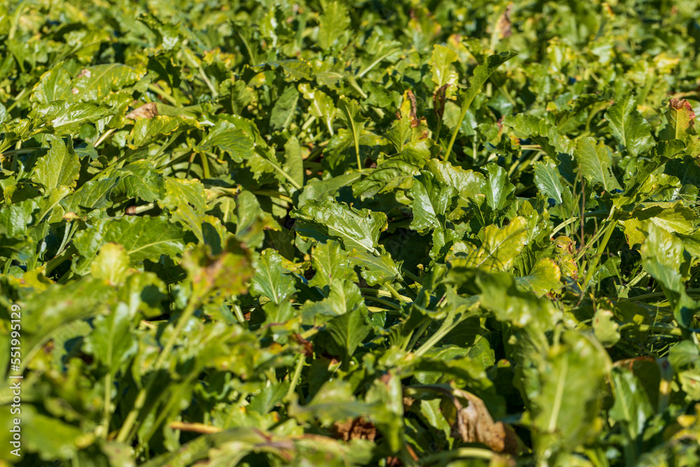 Old beet tops in the field in the autumn season Old beet tops in the field in the autumn season
