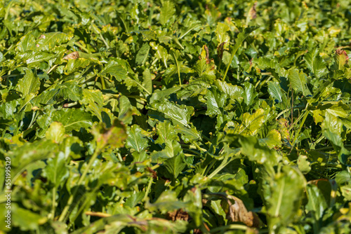 Old beet tops in the field in the autumn season