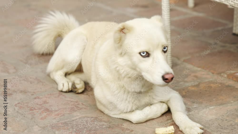 a big white beautiful stray dog with blue eyes lies on the sidewalk. a big white beautiful stray dog with blue eyes lies on the sidewalk.