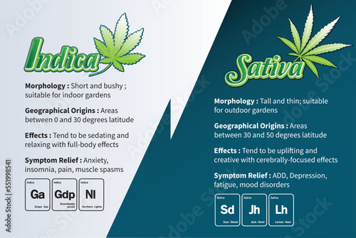 Indica and Sativa Marijuana leaf. Medical cannabis is infographic