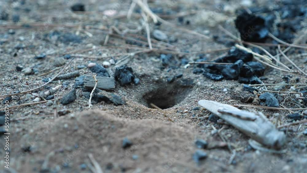 A tarantula hawk wasp digging a hole in the sand. Near the burrow lies a dead grasshopper. Rear view. Pepsis the largest of wasps A tarantula hawk wasp digging a hole in the sand. Near the burrow lies a dead grasshopper. Rear view. Pepsis the largest of wasps