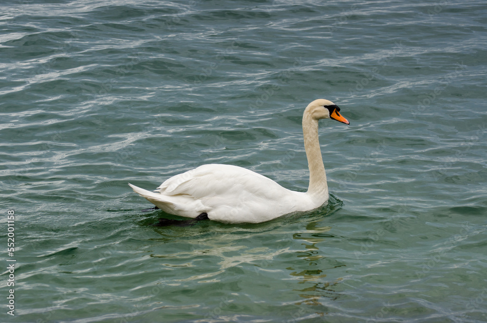 White swan at Lake Constance (Bodensee). White swan at Lake Constance (Bodensee).