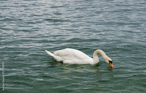 White swan at Lake Constance  Bodensee 