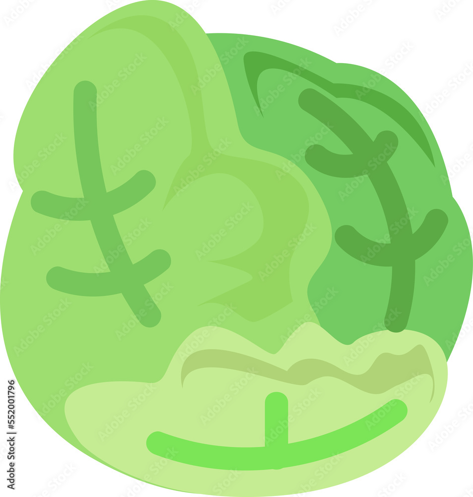 fresh green cabbage illustration diet vegetable element