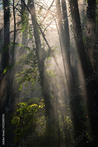 Fototapeta Naklejka Na Ścianę i Meble -  Brume dans une forêt
