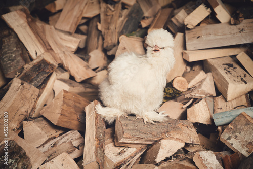 portrait of pet hen 