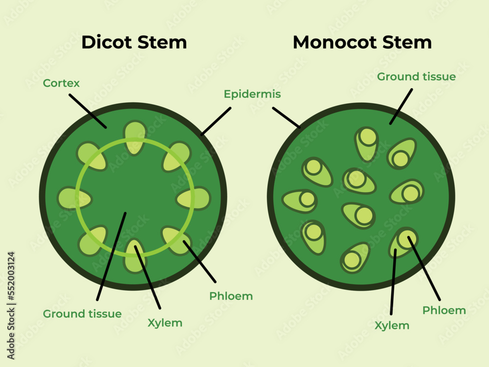 Green full colored dicot monocot stems plant structure isolated
