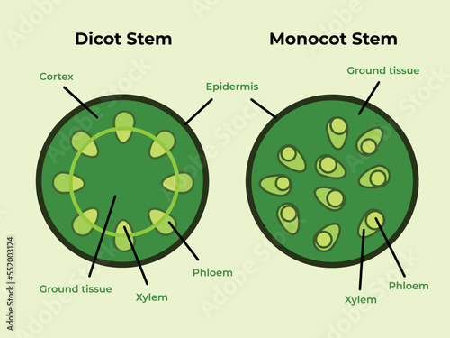 Green full colored dicot monocot stems plant structure isolated. Educational biology pictograms drawing with modern simple flat art with detailed descriptions. Vector illustration set collection. photo