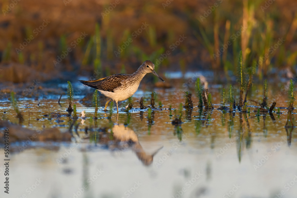 Common greenshank (Tringa nebularia) Common greenshank (Tringa nebularia)