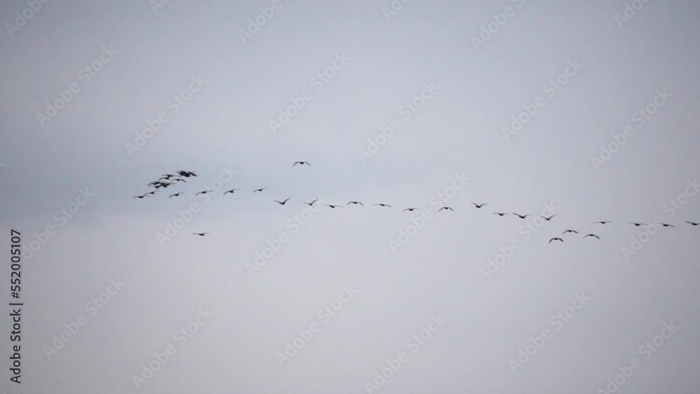 Cormorants flock flying in formation to save energy. Flock of Great Cormonrants - Phalacrocorax carbo. School of black migratory birds flies in cloudy sky over the sea along the coast. Slow motion Cormorants flock flying in formation to save energy. Flock of Great Cormonrants - Phalacrocorax carbo. School of black migratory birds flies in cloudy sky over the sea along the coast. Slow motion
