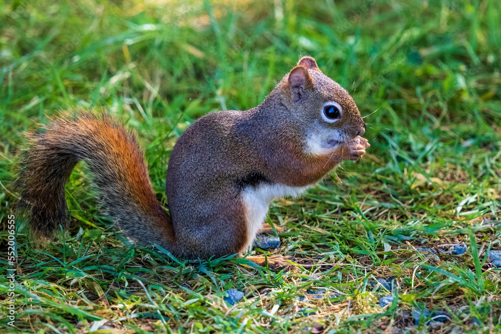 Squirrel eating on a log at Burbank Pond near Danville. Canada. Squirrel eating on a log at Burbank Pond near Danville. Canada.