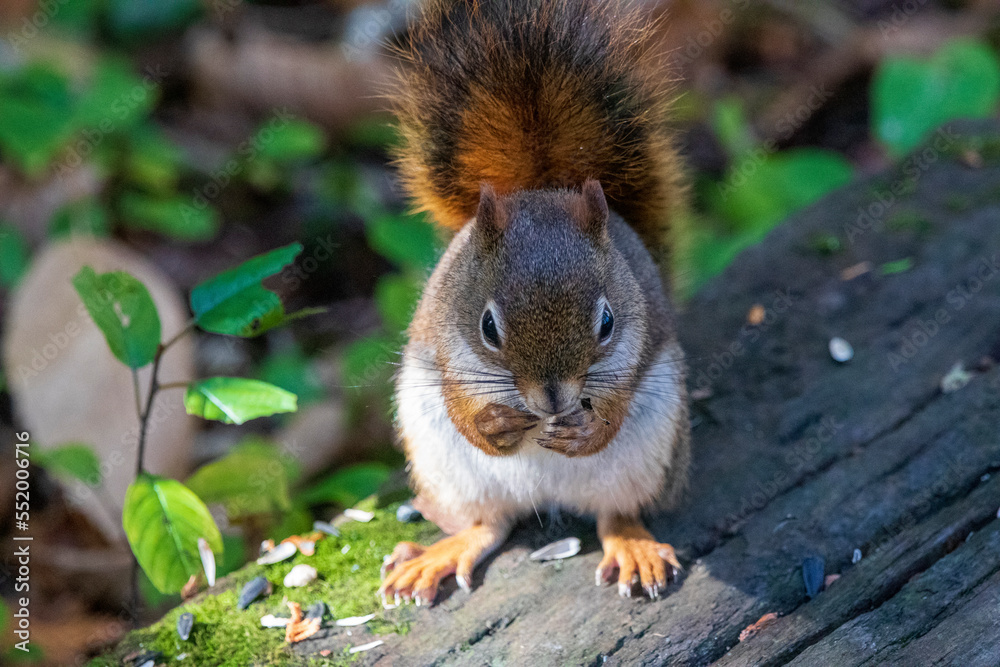Squirrel eating on a log at Burbank Pond near Danville. Canada. Squirrel eating on a log at Burbank Pond near Danville. Canada.