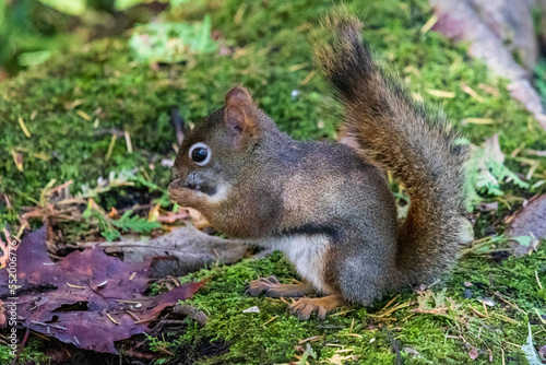 Squirrel eating on a log at Burbank Pond near Danville. Canada.