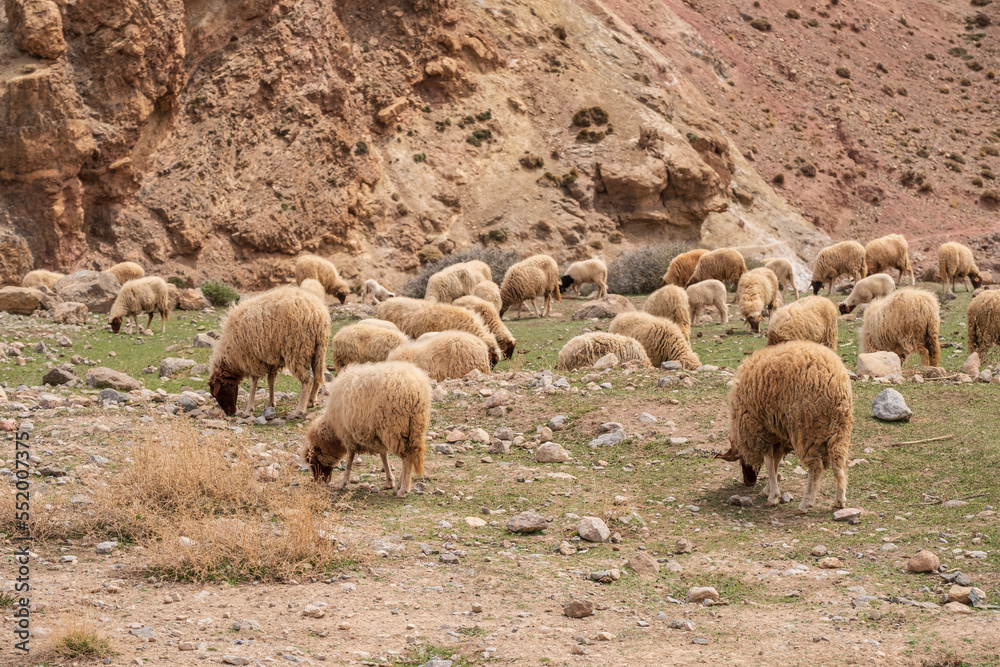 Obraz premium children in front of a house, flock of sheep, Ait Said, Atlas mountain range, morocco, africa