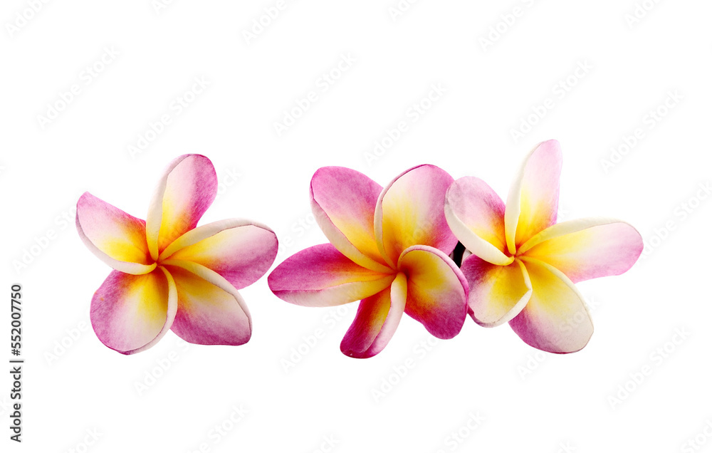 Fototapeta premium Frangipani flower isolated on transparent png