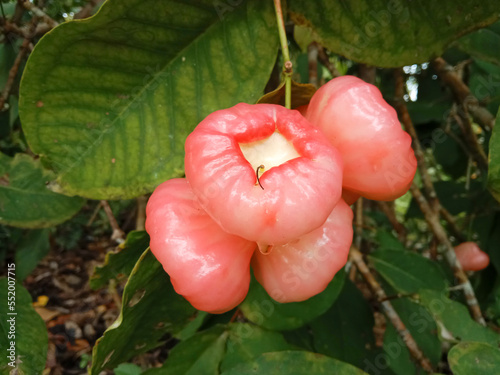 Malay apple. Syzygium malaccense or jambu bol. It is known as a Malay rose apple, or simply Malay apple. Syzygium malaccense on the trees. photo