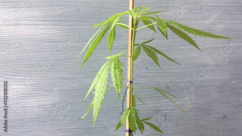 Cannabis, commercially grown hemp plant, cannabis production medical research concept