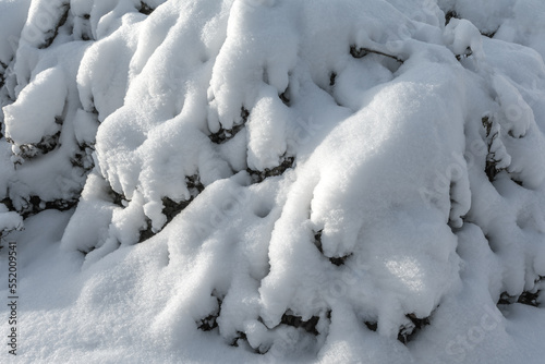 Bushes are covered with snow after a snowfall. Winter landscape